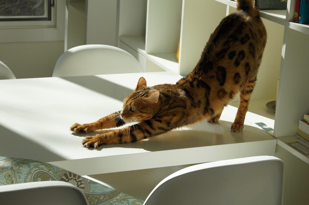 身体を伸ばす猫